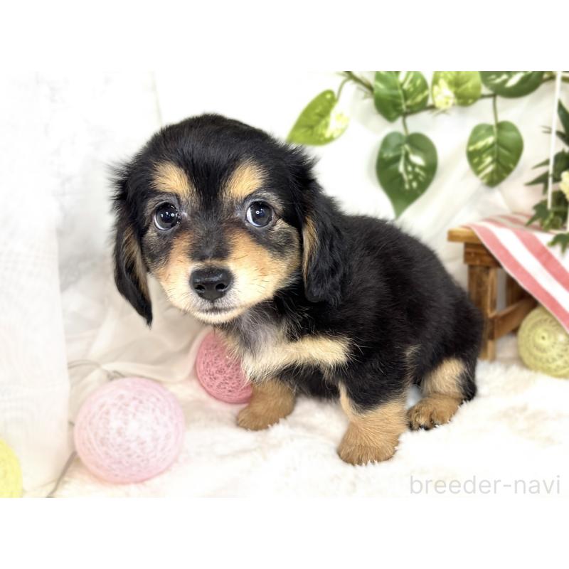 成約済の滋賀県のチワックス:チワワ×ミニチュアダックスフンド-408987の2枚目